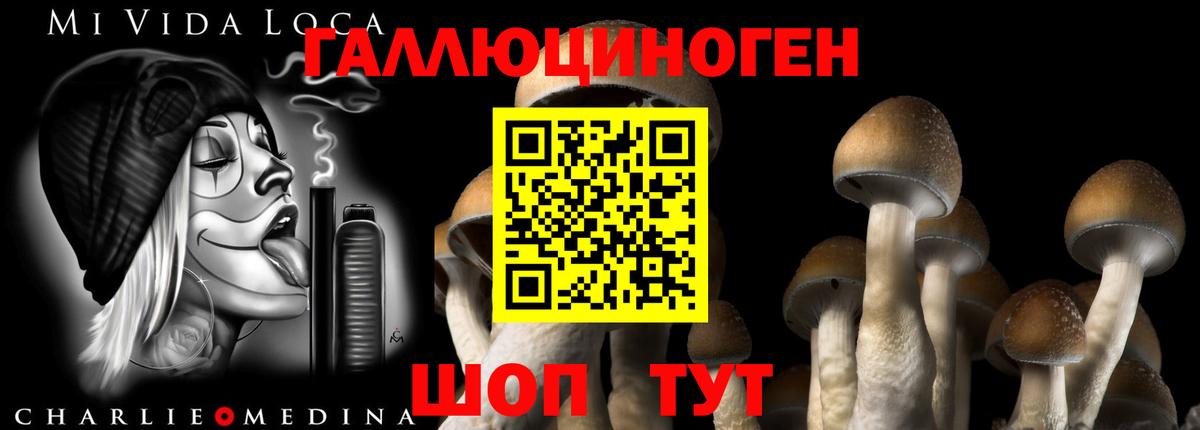 Камень-на-Оби  Галлюциногенные грибы Psilocybine cubensis  где купить   Вход с VPN 